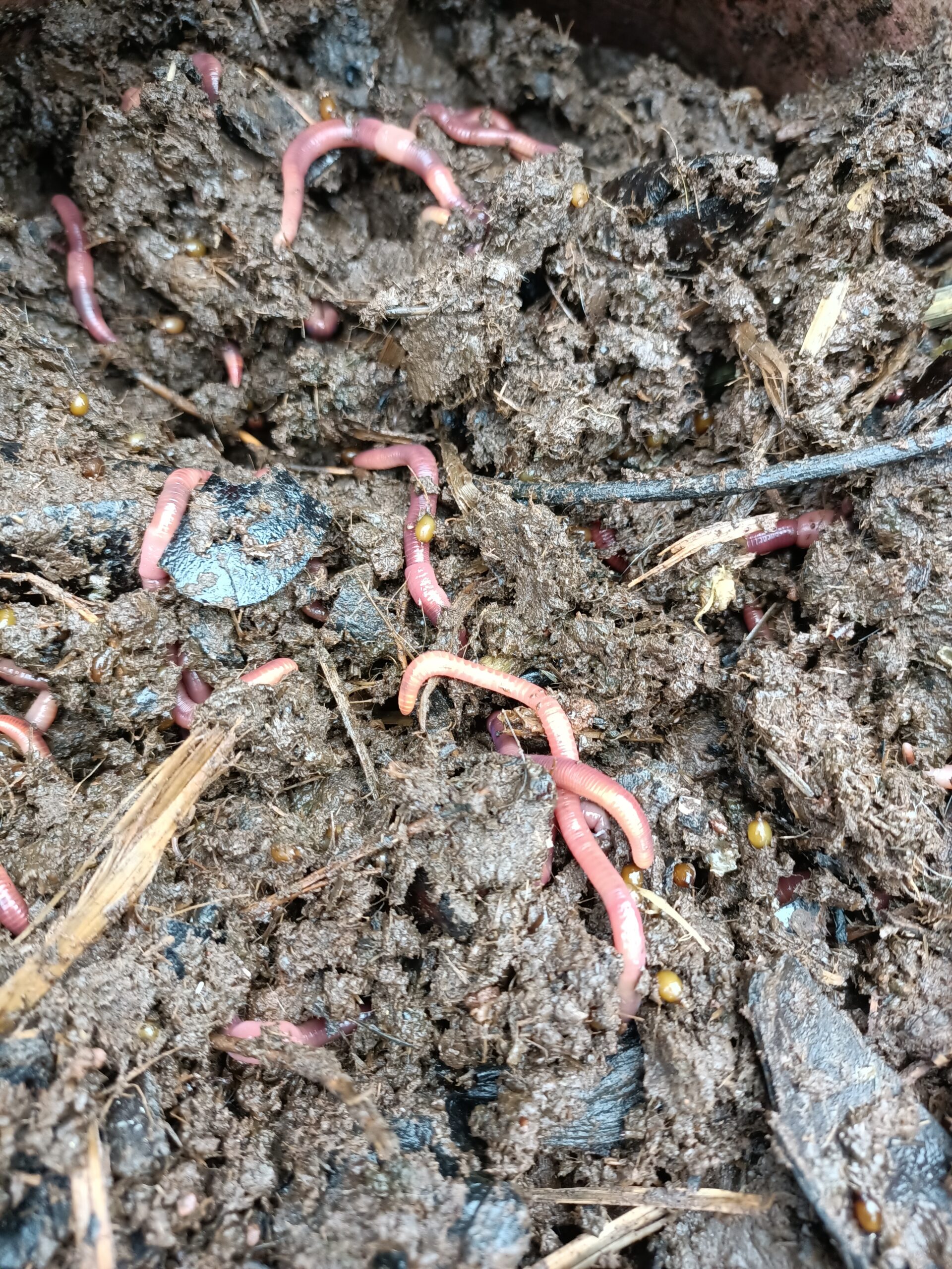 Close-up of red wiggler worms wriggling through waste and food scraps.