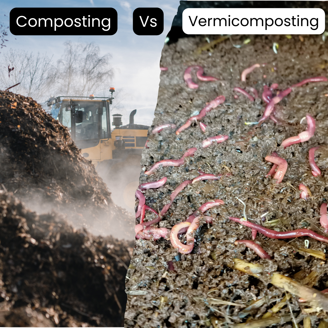 Vermicomposting Vs composting